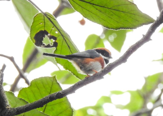And my star bird of the morning was this endearing Black throated tit