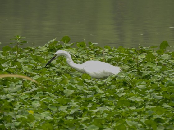 Egret