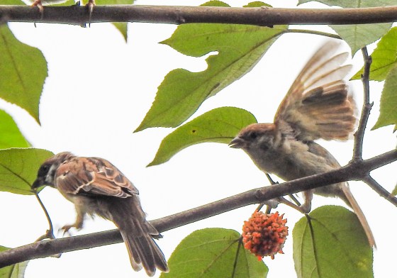 A pair of common sparrows?