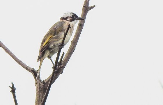 The light vented bulbul has interesting prinia like yellow markings on the wing