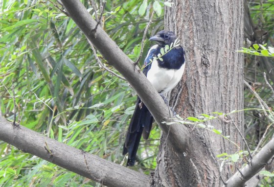 Black billed magpie...