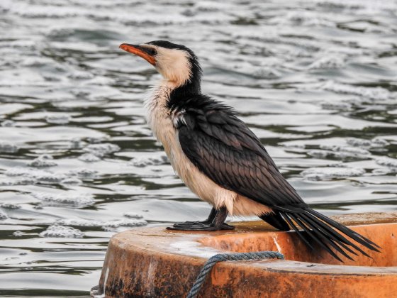 rather handsome pied cormorant
