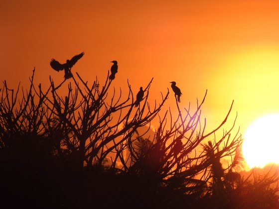 The cormorants were stirring...