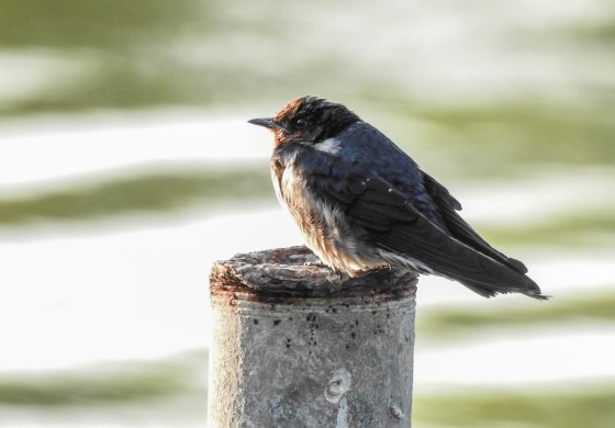 even the sparrow looked quite nice in the soft morning light