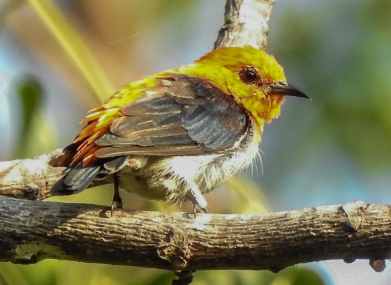 What was interesting was when the very same bird hopped and faced the sun, his head colour turned yellow! Like how the throats of the Anna Hummingbirds change colour in the sun!