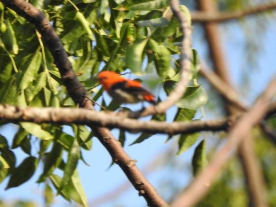 and then I saw this flash of red colour ...unfortunately the pic is very blurred but the red head can be made out....I think it was a red headed flowerpecker, endemic to Indonesia...