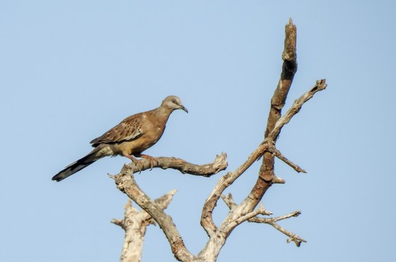 spotted dove