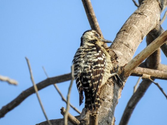 sunda woodpecker