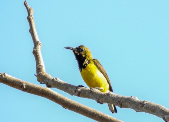 sunbird