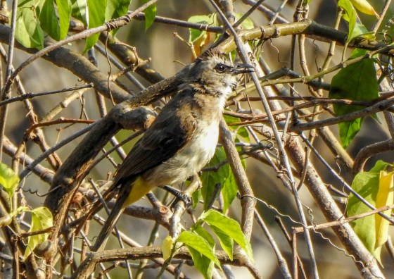 the yellow vented bulbul was common