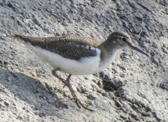 sandpiper