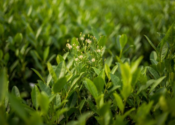 flowers of the tea plant