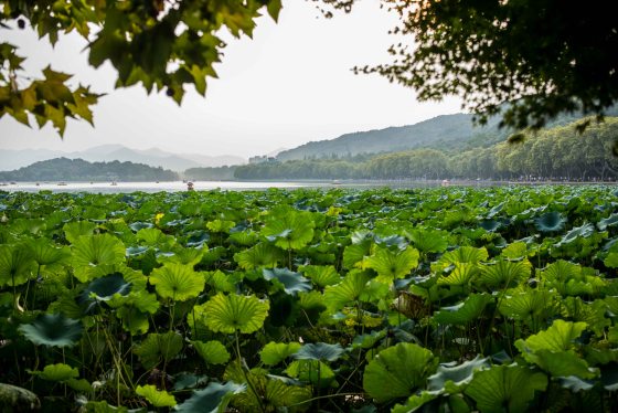 The flora around the lake lotuses etc