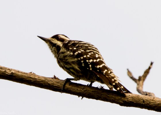 First bird I saw was this Sunda woodpecker in the trees by the bay...
