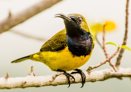 he perched obligingly 