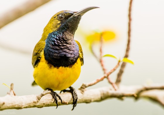 the throat of the olive backed sunbird looks black....until the sun catches it...then the multicoloured hues appear... 