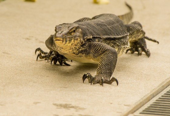 and was pretty aggressive! 