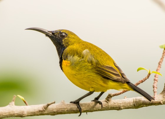 And just a little further along, I heard the tweets of a sunbird...and this male olive backed sunbird appeared