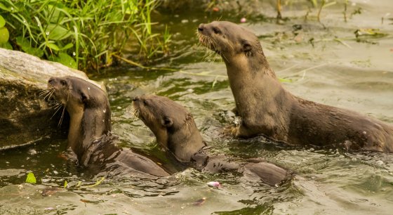 then a family of six otters appeared in the water and ran up into the gardens...