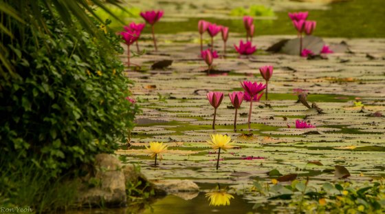 interspersed with yellow