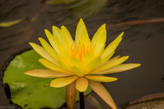 yellow water lily