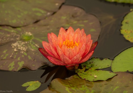unusually orange coloured water lily