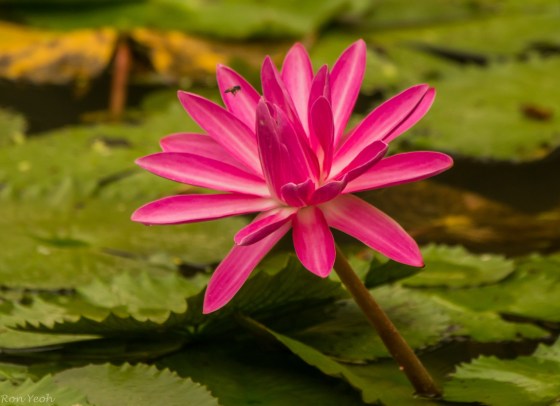 red water lily