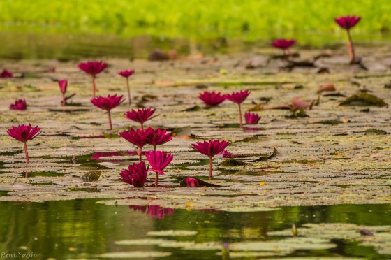 The water lilies were in every imaginable colour...here deep red...