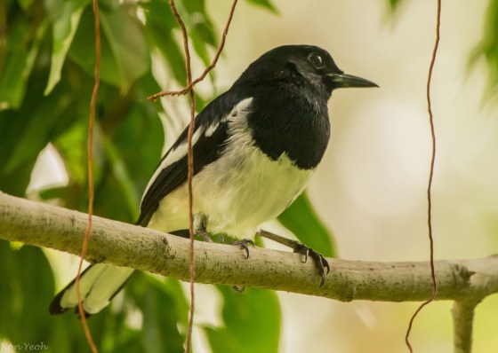 magpie robin