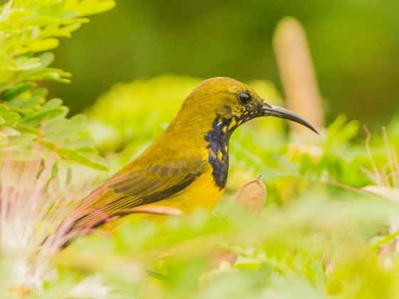 Here, another male olive backed sunbird appeared...