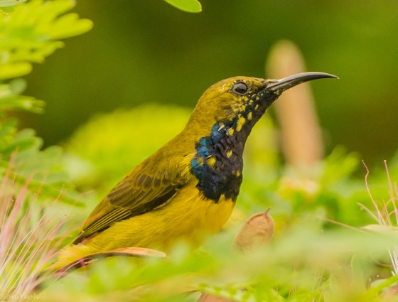 with beautiful yellow speckling on his dark throat
