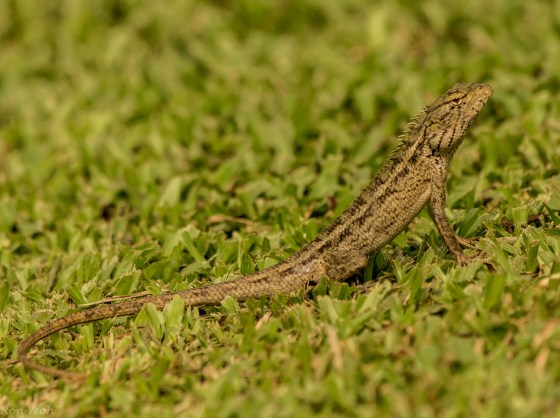 And moving further along back to the satay by the bay complex,  this gecko appeared sunning himself