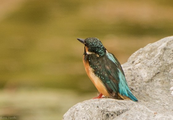 The Oriental Pygmy KF did not show but this pretty Common Kingfisher did.. 