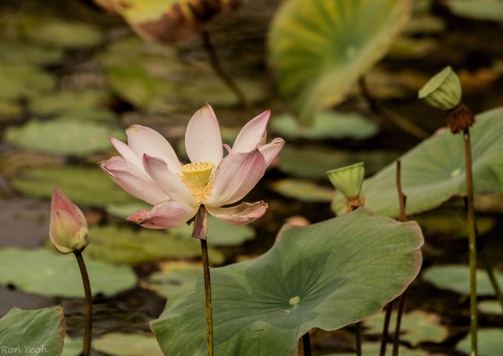 This is an interesting shot...it shows the lotus bud on the left....a fully open flower next to it and on the right, the maturing fruit pods...