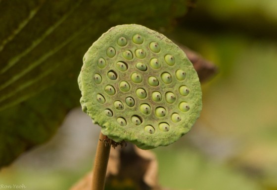 when the fruit matures, they can be eaten...each of these has many little fruits inside....