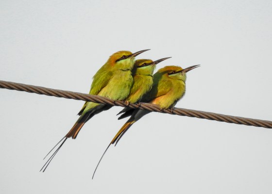 3 little green bee eaters side by side...