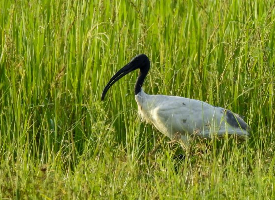 black headed ibis