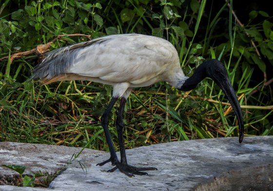 black headed ibis