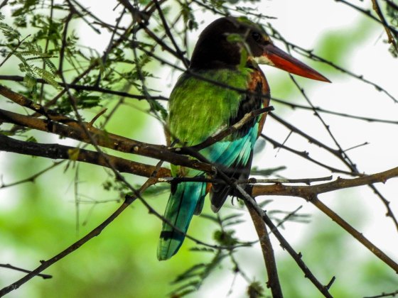 And this particular one glowed a brilliant emerald gree...