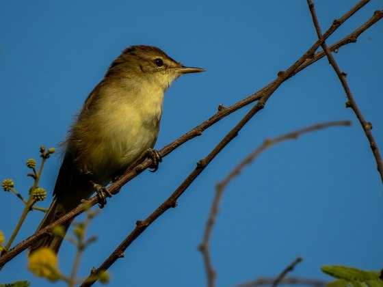 warbler