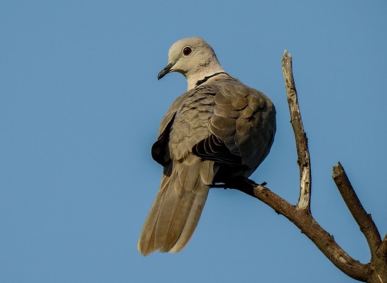 Coloured dove