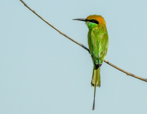 lots of beautiful bee eaters