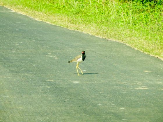 red wattled lapwing from afar