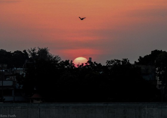 Eventually the egg yolk appeared