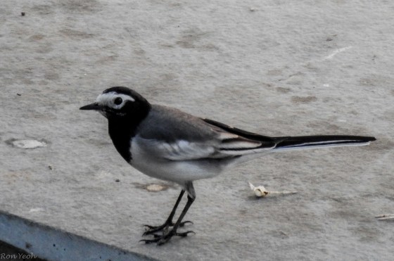 wagtail
