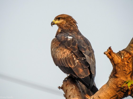 and on a low tree this very common but nevertheless impressive pariah or black kite...