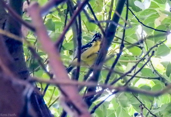 A flock of yellow bellied tits were pretty but very active and hard to shoot.. 