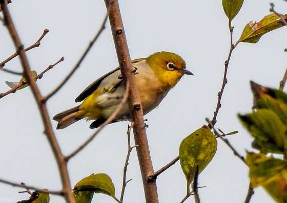 Beautiful Oriental WHite Eye