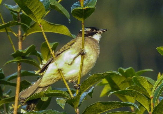 The Light vented bulbul is the most common bird around...