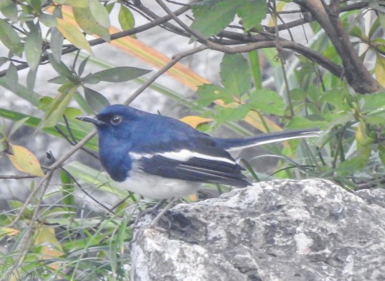 Oriental magpie robin